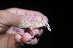 Stenodactylus doriae