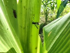 Polybia plebeja