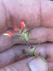 Castilleja bryantii