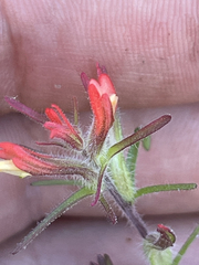 Castilleja bryantii