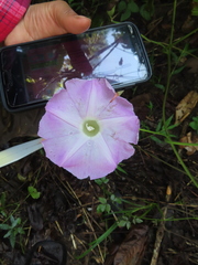 Ipomoea mairetii