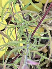 Castilleja bryantii