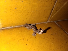Homonota horrida