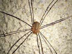 Opilio canestrinii