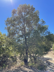 Pinus cembroides lagunae