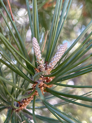 Pinus cembroides lagunae