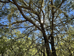 Pinus cembroides lagunae