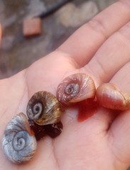 Planorbarius corneus