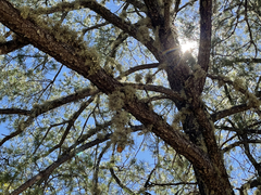 Pinus cembroides lagunae