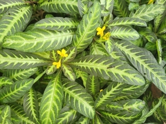 Aphelandra maculata