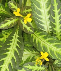Aphelandra maculata