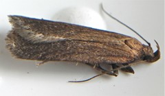 Bryotropha similis