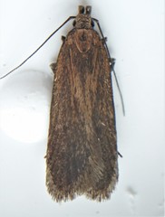Bryotropha similis