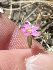 Centaurium capense