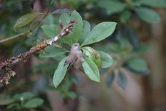 Zosterops borbonicus