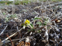 Potentilla arenosa
