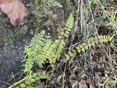 Asplenium blepharodes