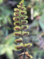 Asplenium blepharodes