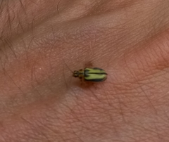 Xanthogaleruca luteola