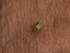 Xanthogaleruca luteola