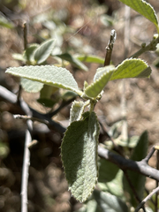Bernardia lagunensis