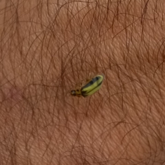 Xanthogaleruca luteola