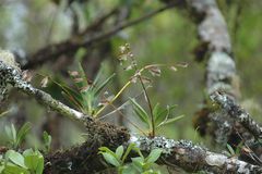 Beclardia macrostachya