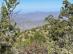 Pinus cembroides lagunae