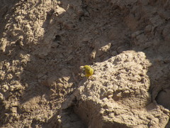 Sicalis mendozae