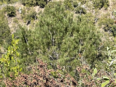 Pinus cembroides lagunae