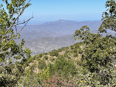 Pinus cembroides lagunae