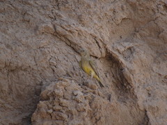 Sicalis mendozae
