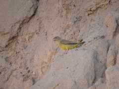 Sicalis mendozae