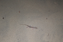 Hemidactylus robustus