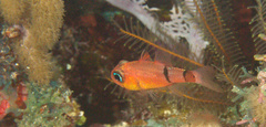 Apogon townsendi