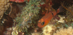 Apogon townsendi