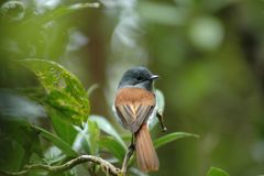 Terpsiphone bourbonnensis