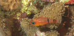 Apogon townsendi