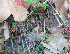 Natrix astreptophora