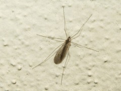 Trichocera regelationis