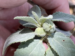 Bernardia lagunensis
