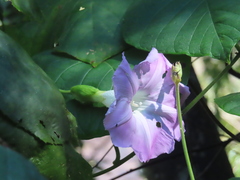 Ipomoea mairetii