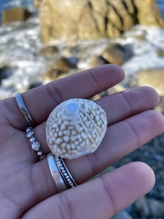 Acmaea