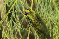 Steraspis squamosa