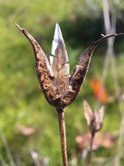 Calochortoideae
