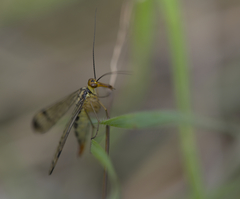 Panorpa lacedaemonia