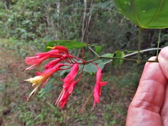 Bauhinia erythrocalyx
