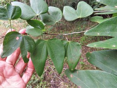 Bauhinia erythrocalyx