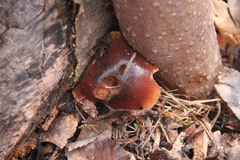 Flammulina velutipes