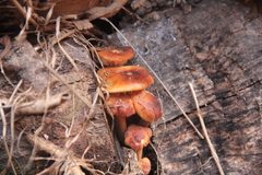 Flammulina velutipes